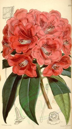 red_flowers-00096 - 5129-rhododendron kendrickii latifolium, Dr Kendrick's Rhododendron broad-leaved variety [1974x3499]