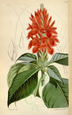 red_flowers-00113 - 5789-aphelandra acutifolia, Sharp-leaved Aphelandra [2195x3529]
