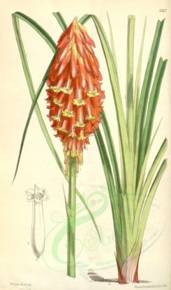 red_flowers-00124 - 6167-kniphofia macowani [2030x3445]
