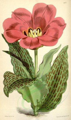 red_flowers-00125 - 6177-tulipa greigi [2030x3445]