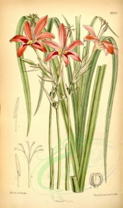 red_flowers-00151 - 6924-lapeyrousia grandiflora [2240x3793]