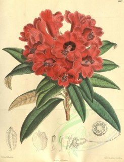 red_flowers-00186 - 8137-rhododendron delavayi [3299x4310]