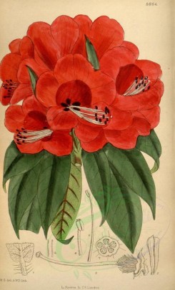 red_flowers-00218 - 8864-rhododendron strigillosum [2094x3480]