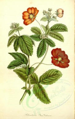 red_flowers-00225 - potentilla mac nabiana [2268x3601]