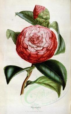 red_flowers-00235 - camellia miniata [2265x3598]