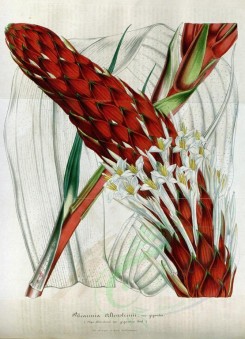 red_flowers-00238 - pitcairnia altensteinii gigantea [3440x4758]