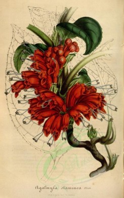 red_flowers-00242 - agalmyla staminea [2283x3627]