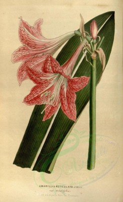 red_flowers-00250 - amaryllis reticulata [2176x3560]