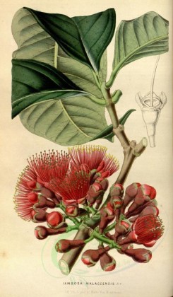 red_flowers-00254 - iambosa malaccensis [2185x3744]