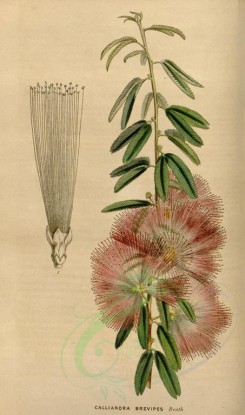red_flowers-00265 - calliandra brevipes [2153x3649]