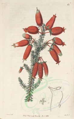 red_flowers-00292 - 065-erica tumida, Scarlet bloated-flowered Heath [3092x5006]