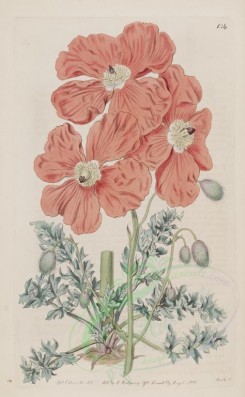 red_flowers-00297 - 134-papaver floribundum, Armenian Poppy [2566x4156]