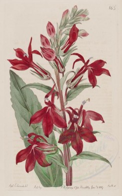 red_flowers-00300 - 165-lobelia fulgens, Refulgent Lobelia [2587x4165]