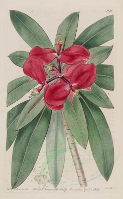 red_flowers-00302 - 190-euphorbia punicea, Scarlet Spurge [2581x4178]