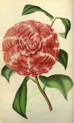 red_flowers-00307 - camellia fra arnoldo da brescia [2173x3575]