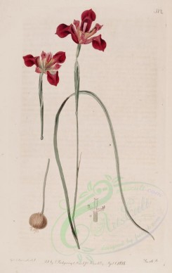 red_flowers-00317 - 312-moraea lurida, Mr Griffin's Moraea [2749x4348]