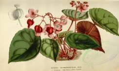 red_flowers-00330 - begonia hernandiaefolia [3478x2094]