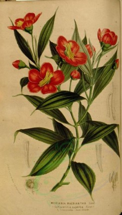 red_flowers-00335 - meriania macrantha [2161x3815]