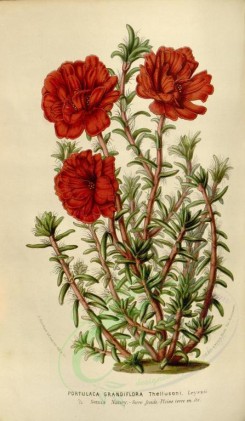 red_flowers-00344 - portulaca grandiflora [2105x3613]