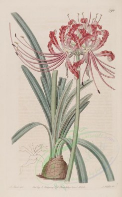 red_flowers-00360 - 596-amaryllis radiata, Snow-drop-leaved Amaryllis [2923x4678]