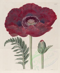 red_flowers-00362 - 658-papaver bracteatum, Giant Poppy [3311x4035]