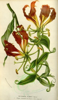 red_flowers-00384 - methonica plantii [2171x3725]