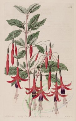red_flowers-00389 - 847-fuchsia gracilis, Slender Fuchsia [2797x4430]