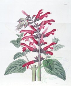 red_flowers-00426 - 1356-salvia fulgens, Cardinal Sage [3304x3952]