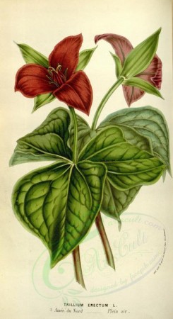 red_flowers-00444 - trillium erectum [2020x3709]
