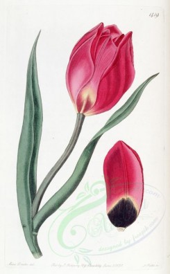 red_flowers-00446 - 1419-tulipa oculus solis praecox, Early Sun's Eye Tulip [2596x4190]
