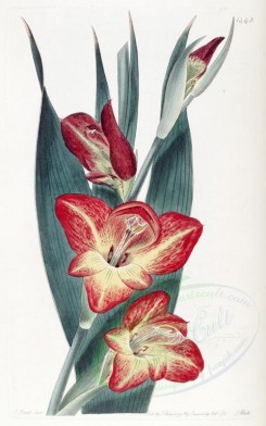 red_flowers-00450 - 1442-gladiolus psittacinus, Parrot Gladiole [2656x4244]