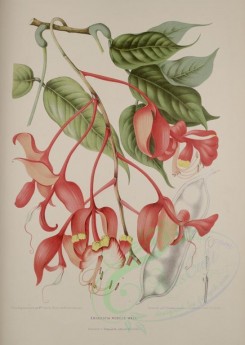 red_flowers-00458 - amherstia nobilis [3117x4390]
