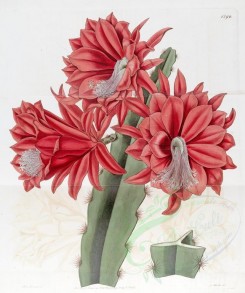 red_flowers-00469 - 1596-cactus speciosissimus lateritius, Brick-red hybrid Cactus [3355x4006]
