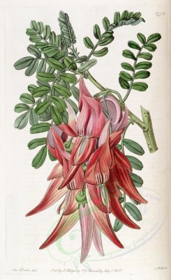 red_flowers-00481 - 1775-clianthus puniceus, Crimson Glory-pea [2741x4492]