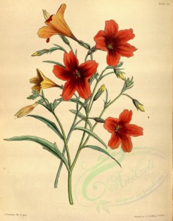 red_flowers-00491 - Scarlet Salpiglot, salpiglossis coccinea [2886x3698]