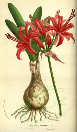 red_flowers-00497 - amaryllis sarniensis [2037x3487]