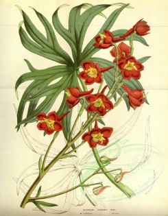 red_flowers-00501 - delphinium cardinale [3569x4579]