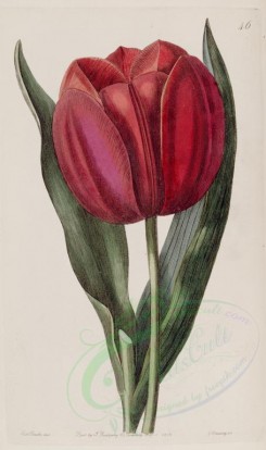 red_flowers-00513 - 046-tulipa gesneriana, Gesner's Tulip [2677x4518]