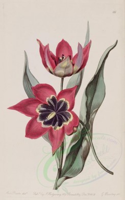 red_flowers-00516 - 066-tulipa maleolens, Strong-smelling Tulip [2763x4396]