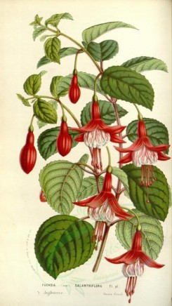 red_flowers-00523 - fuchsia galanthiflora [2095x3720]