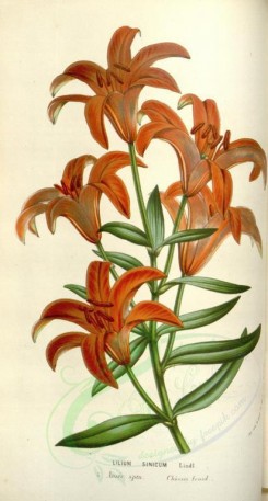 red_flowers-00529 - lilium sinicum [1992x3705]