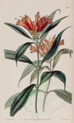 red_flowers-00538 - 028-aeschynanthus maculatus, Spotted Blush-wort [2676x4402]