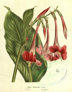 red_flowers-00553 - canna iridiflora [3318x4247]