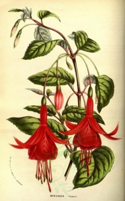 red_flowers-00556 - fuchsia beranger [2213x3562]