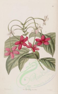red_flowers-00568 - 015-quisqualis sinensis, Chinese Quisqualis [2772x4490]