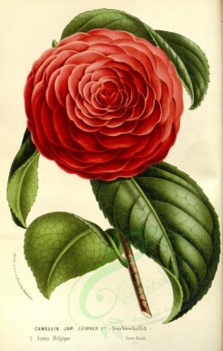 red_flowers-00575 - camellia japonica leopold [2365x3708]