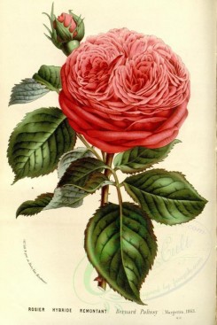 red_flowers-00580 - Rose Bernard Palissy [2418x3618]