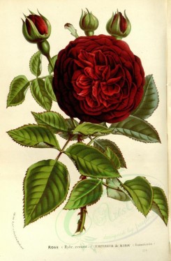 red_flowers-00582 - Rose Empereur de Maroc [2370x3618]