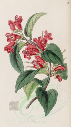 red_flowers-00587 - 061-aeschynanthus miniatus, Vermilion Aeschynanth [2883x5119]