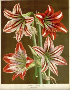 red_flowers-00592 - amaryllis divers, 2 [3727x4804]